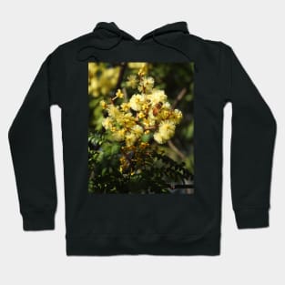 European Honey Bee on Wattle Hoodie